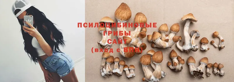 купить наркотики цена  blacksprut зеркало  Псилоцибиновые грибы Magic Shrooms  Заводоуковск 